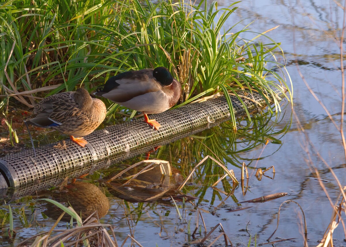 A pair of ducks